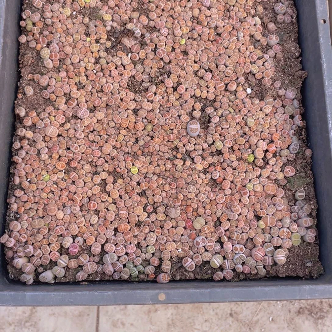 你***的一筐菊文章888888你宝88888