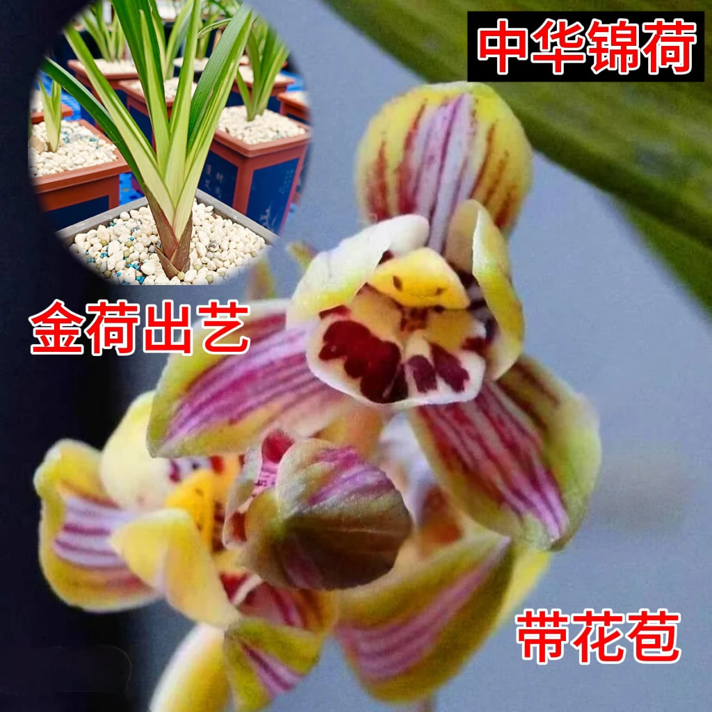【中华锦荷】建兰金荷七彩玲珑出艺老种浓香花艺双全鲜明艺正格荷瓣