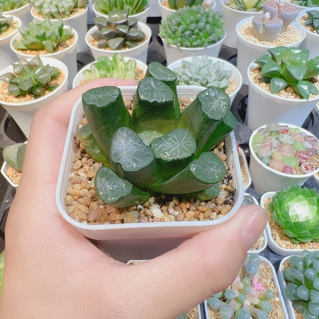 美纹万象多肉多肉