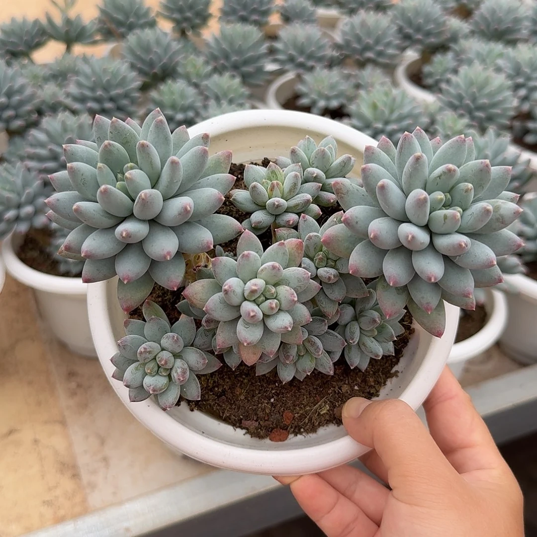 星月菩提整无砍群生