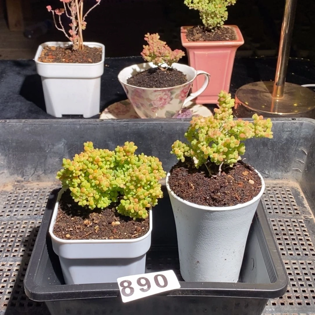 枝干番杏多肉植物890