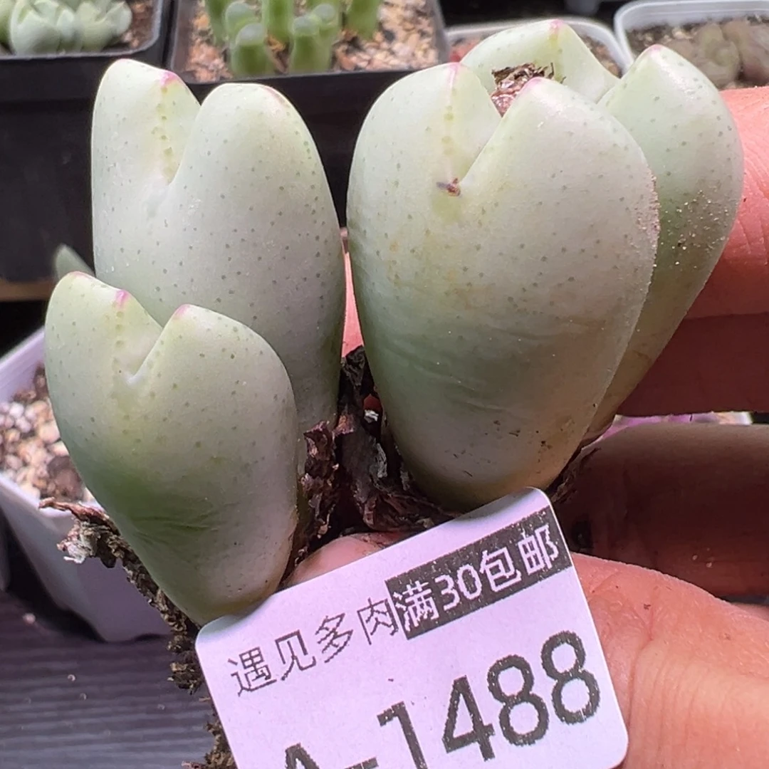 多肉植物11111111111