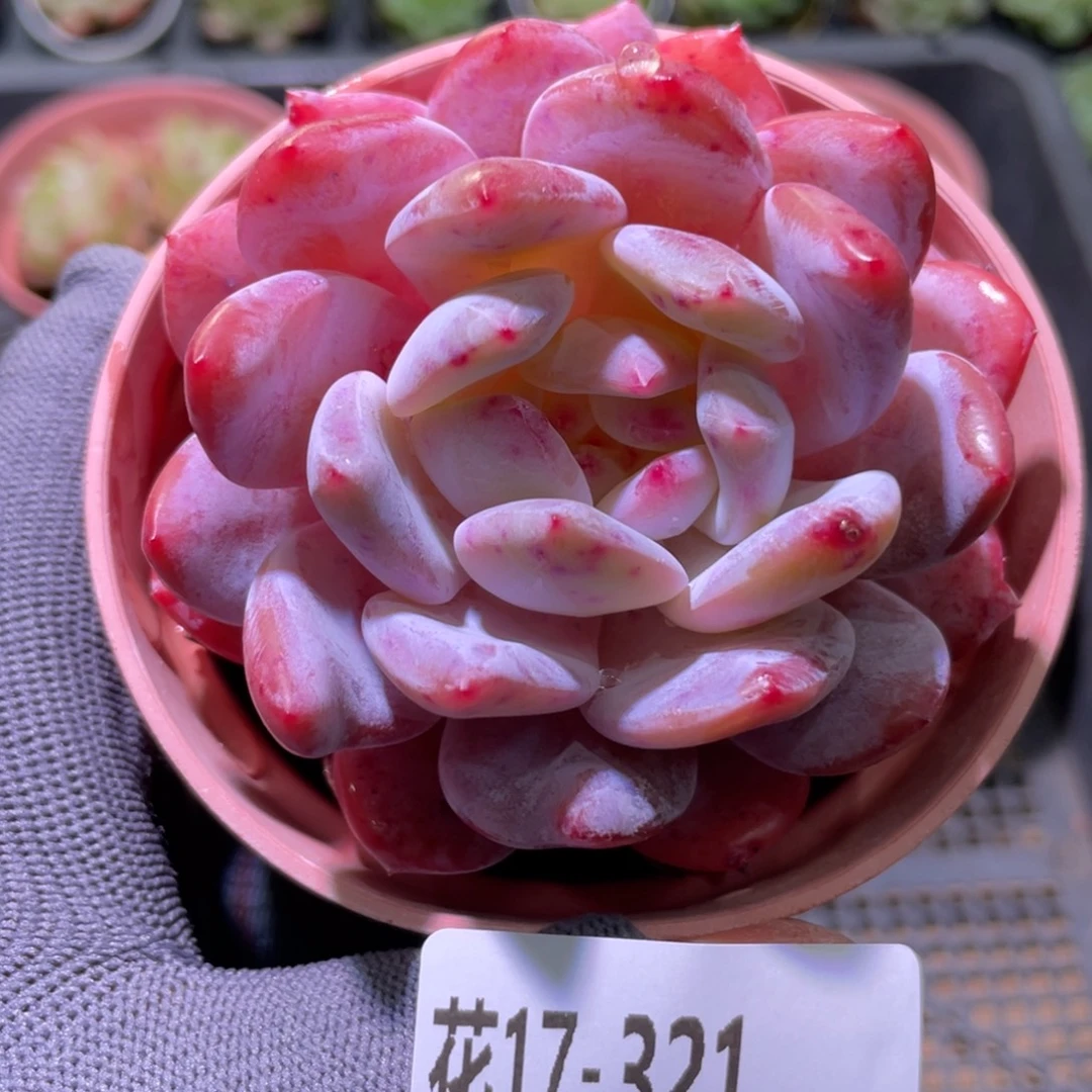 花利美17-321橙梦露