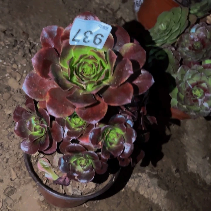 937独眼巨人多肉植物不售后