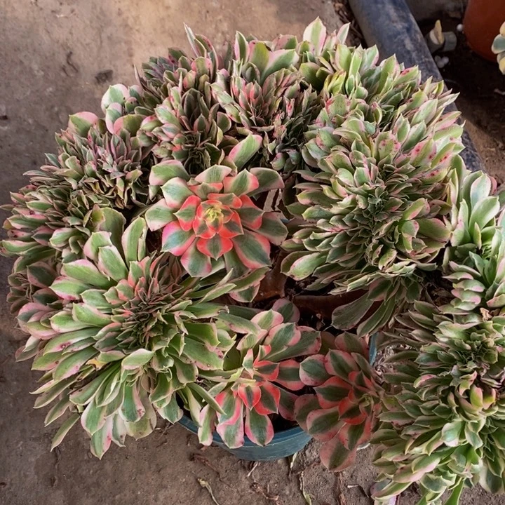 完全开放88号粉女巫缀化1颗多肉