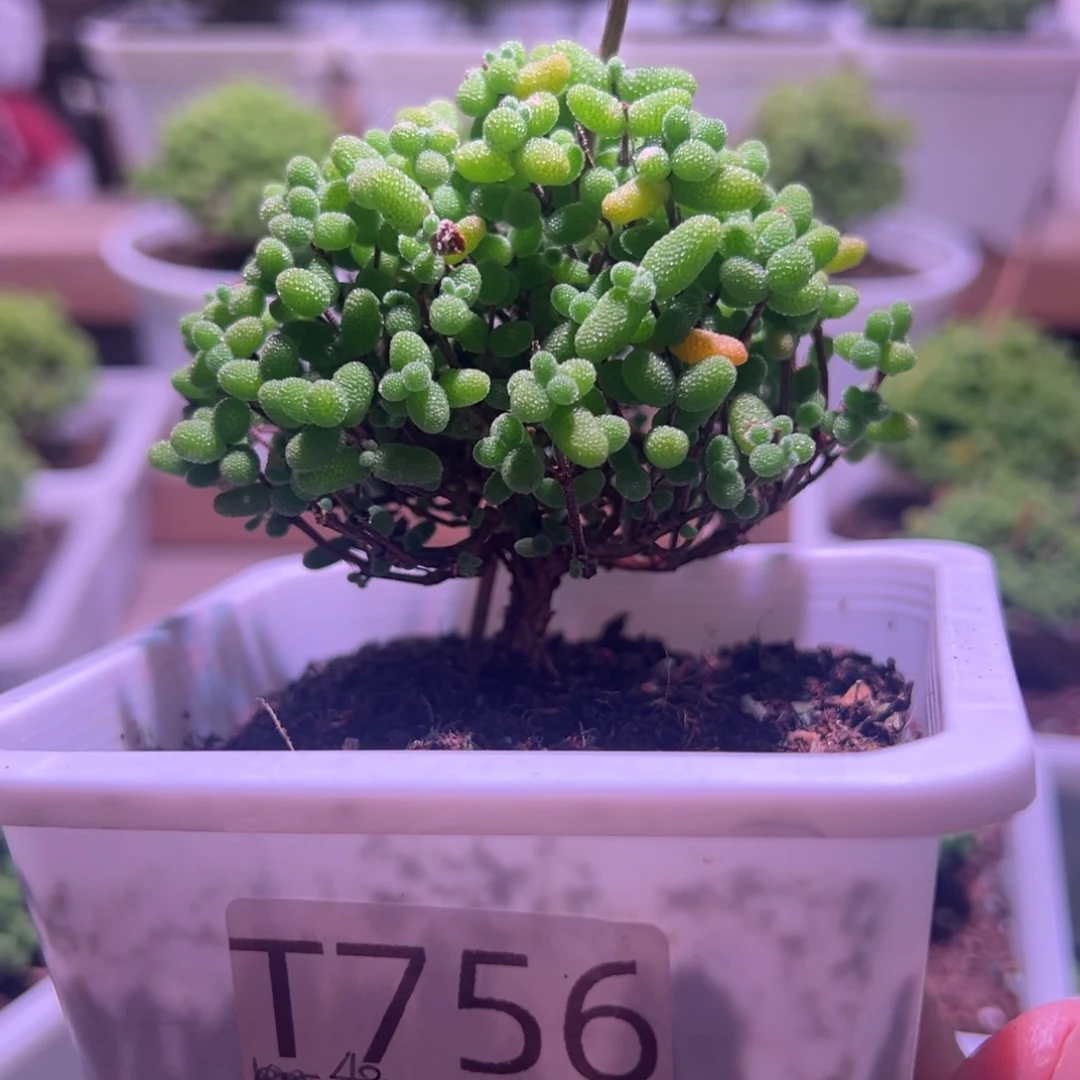 756金桔带盆土发货一物一拍