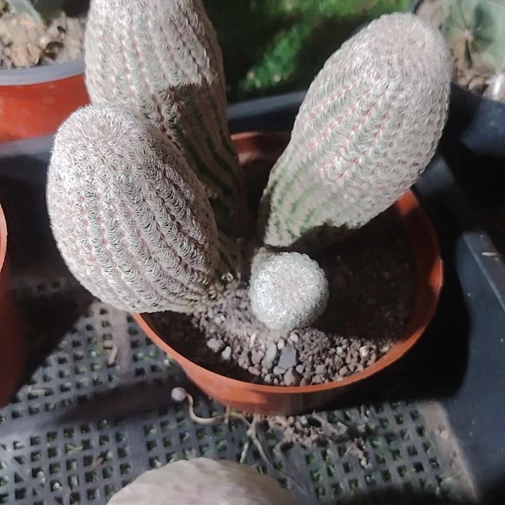 四头带崽红太阳群