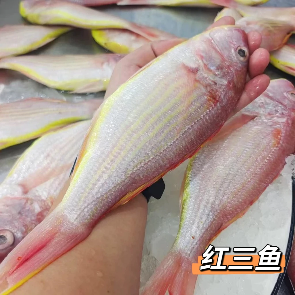 红三鱼 正宗野生海鱼红杉鱼渔船海鲜（约2~3条/斤）原条