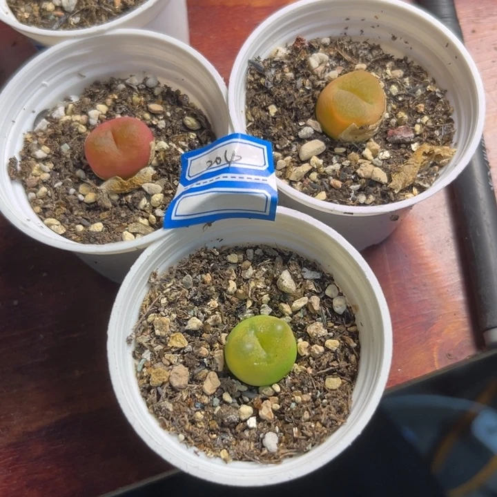 204 毛三颗一组多肉