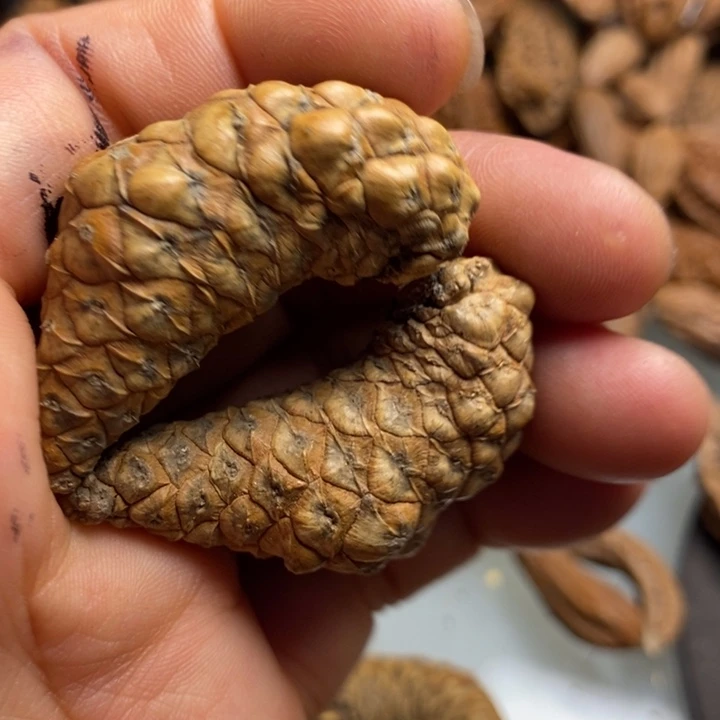 橄榄核把件拿姐工艺10