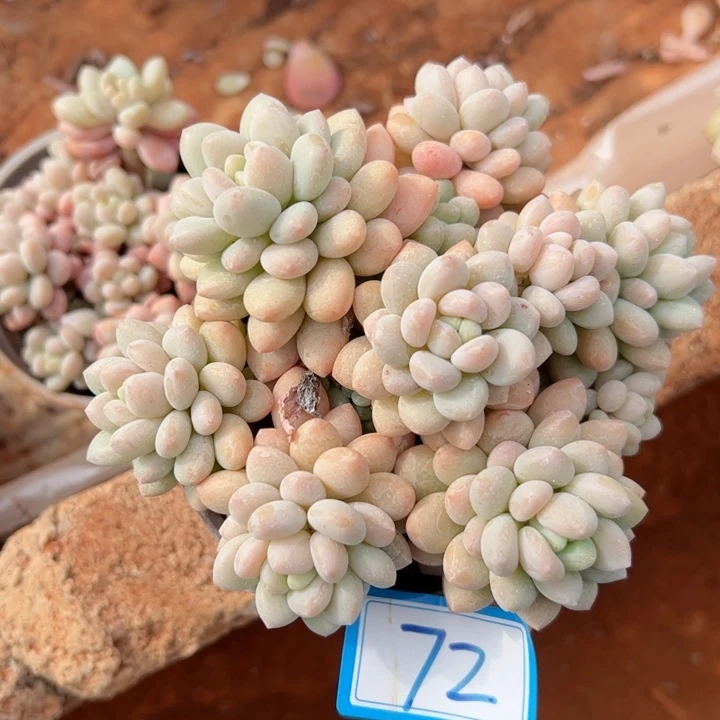 72洛可可平平安安健健康康