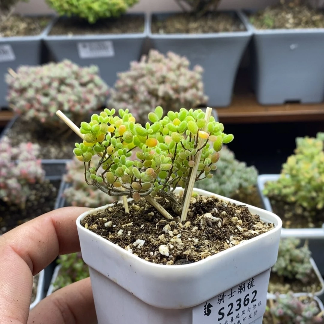 2362蜜橘糖球造型桩