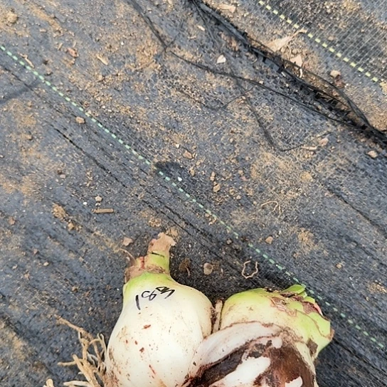 河****城甜蜜妮芙双胞胎18号 开花包对版