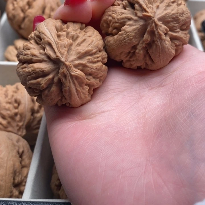 *****霸王龙全品无修一刀没动