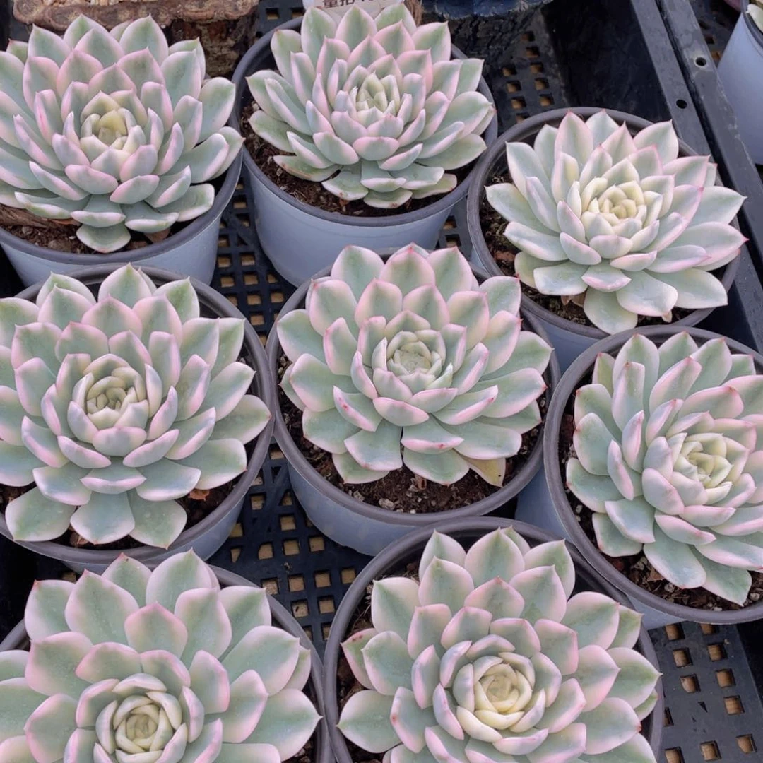 量拍46号 月亮仙子锦母本大单头一个