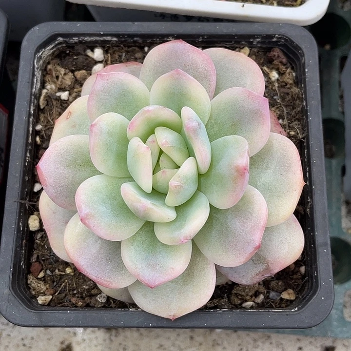 星影锦一物一拍锦龙