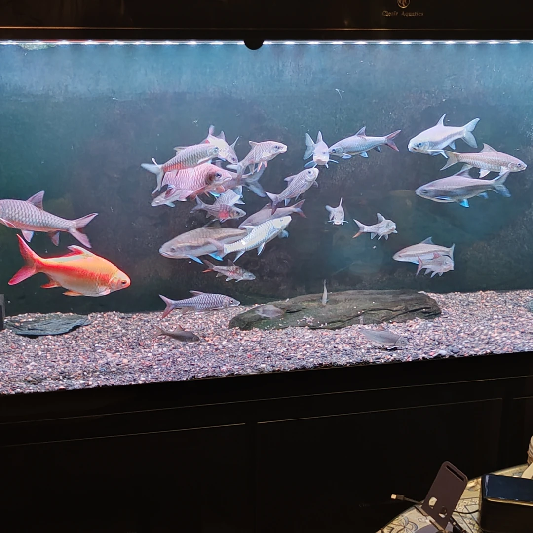 蓝吉罗红吉罗金吉罗福袋链接