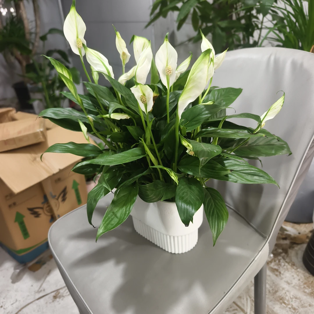 一帆风顺白鹤（泡水）