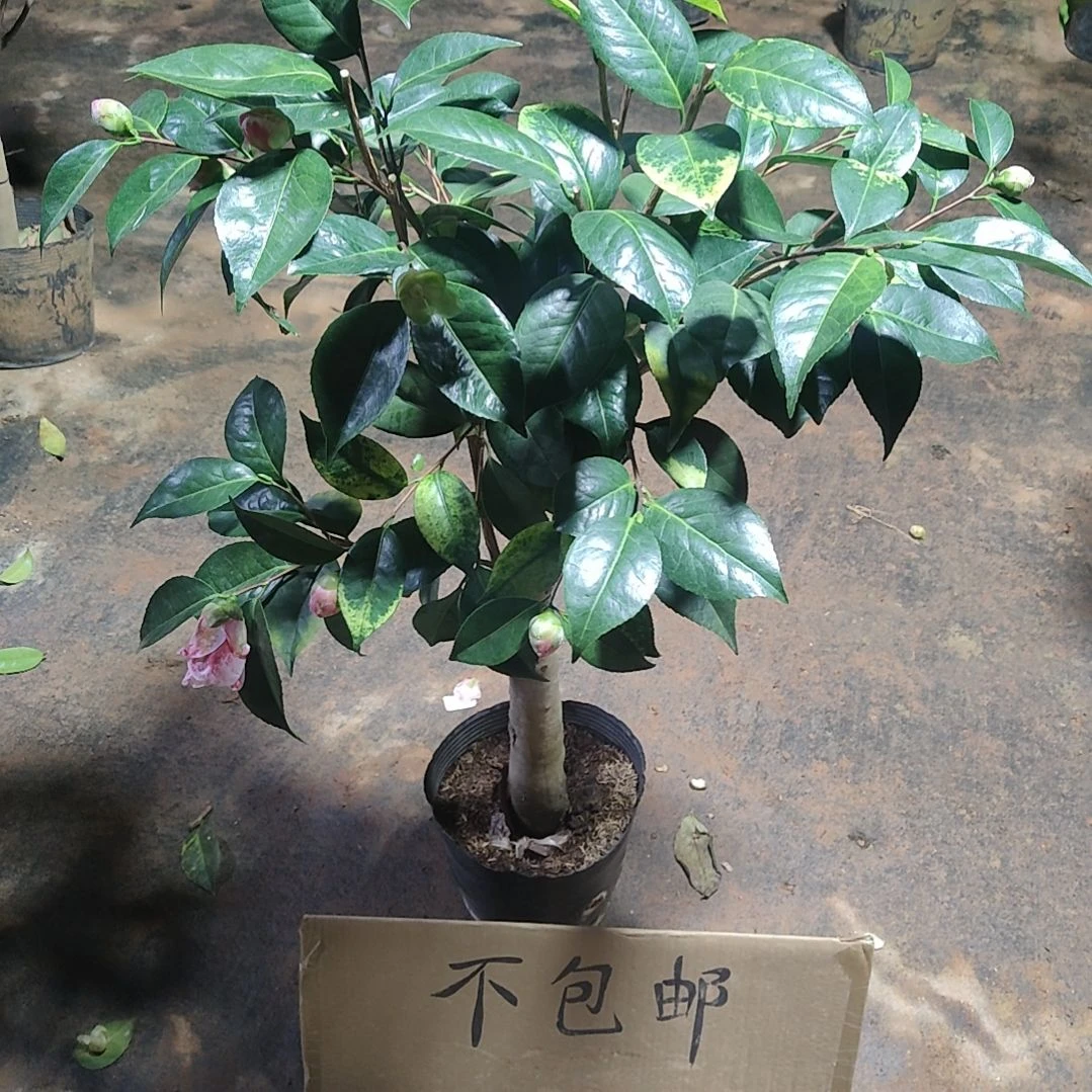 全部花苞玉天使不包邮