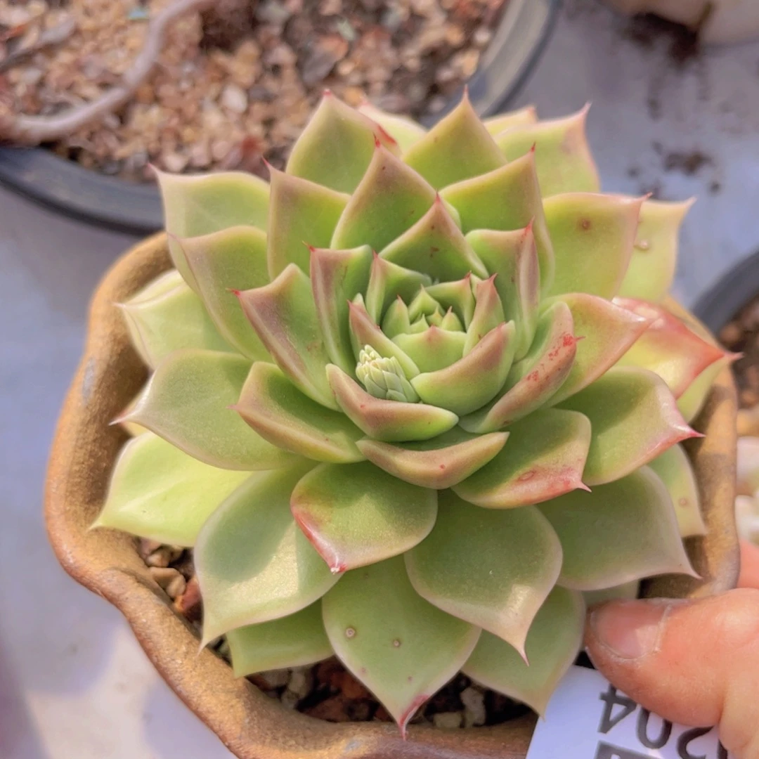 麦秆0204多肉植物