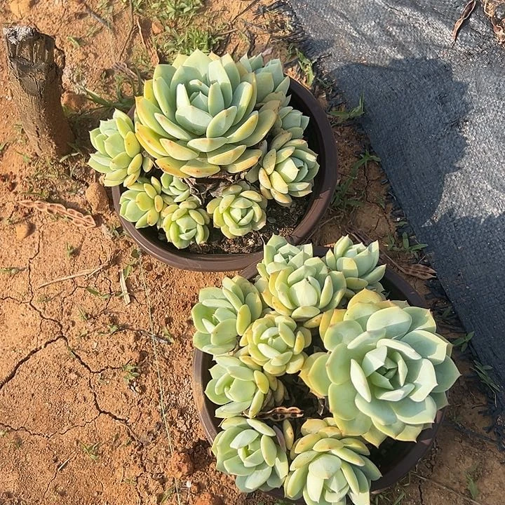 嗨**格多肉植物实物563