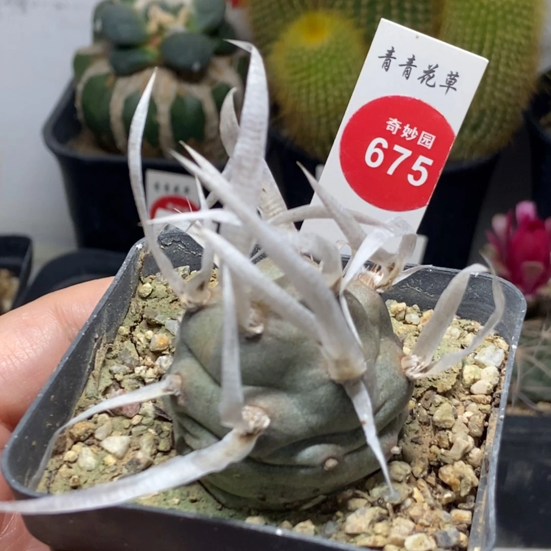 自根大型宽纸刺武藏野一棵