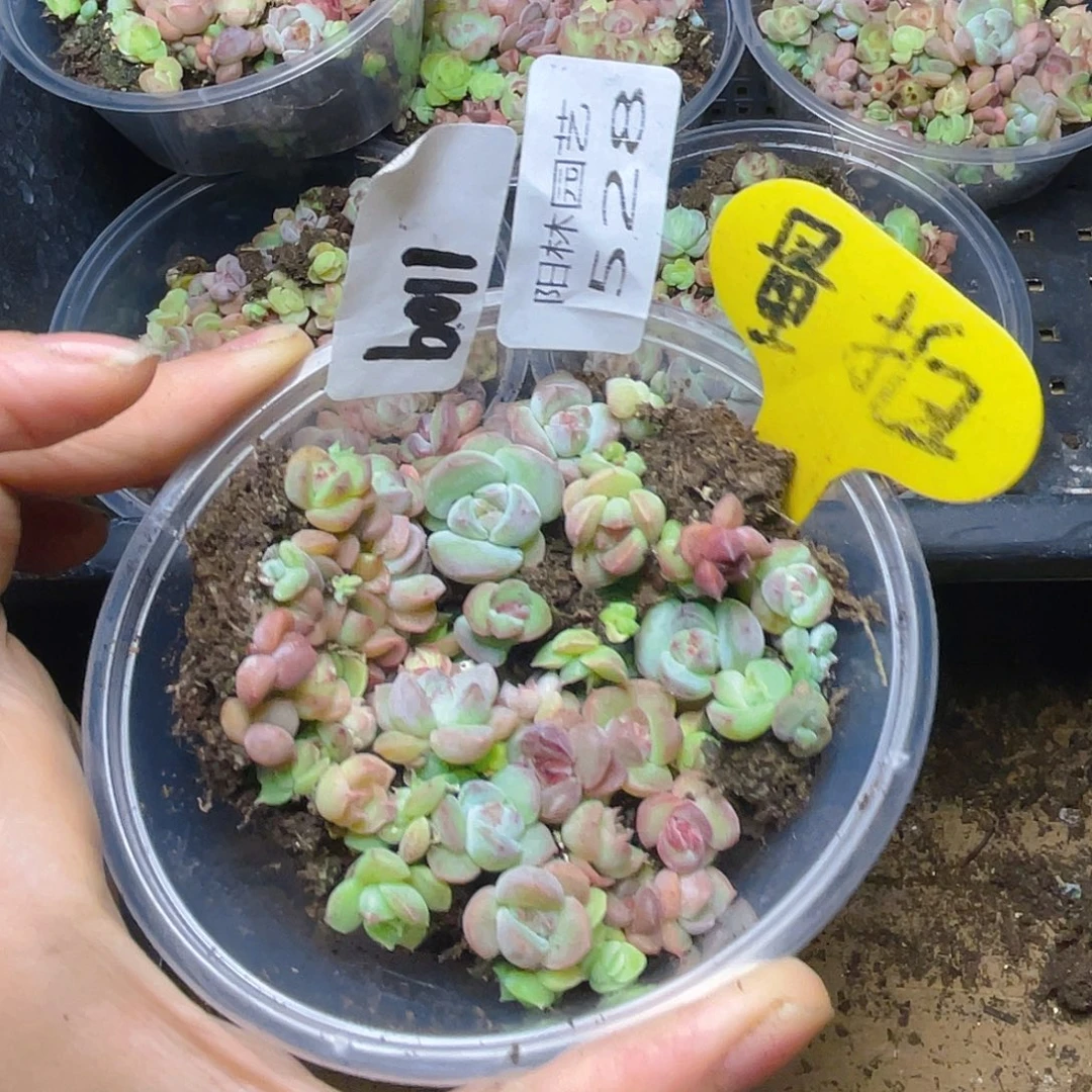 量拍多肉植物多肉植物528