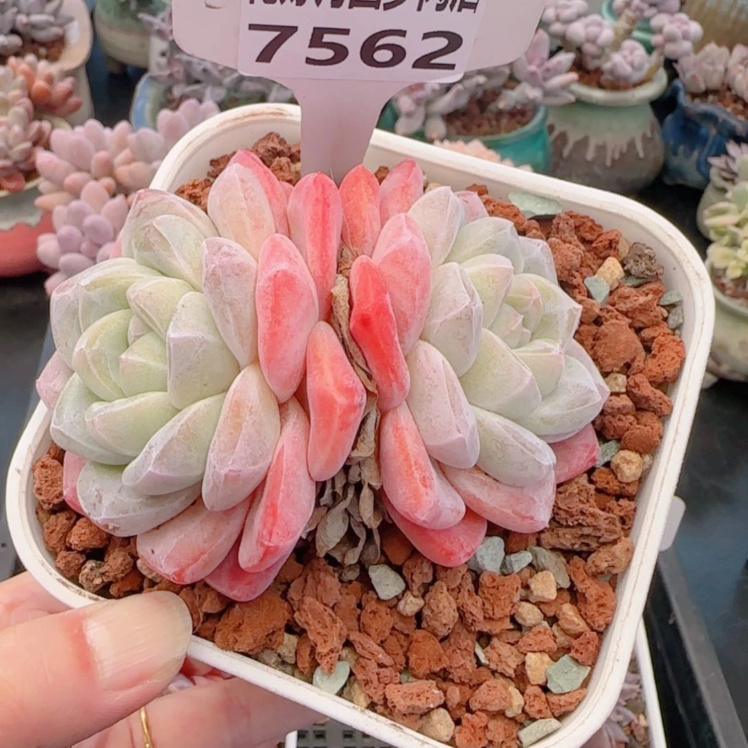 多肉植物7562……………..