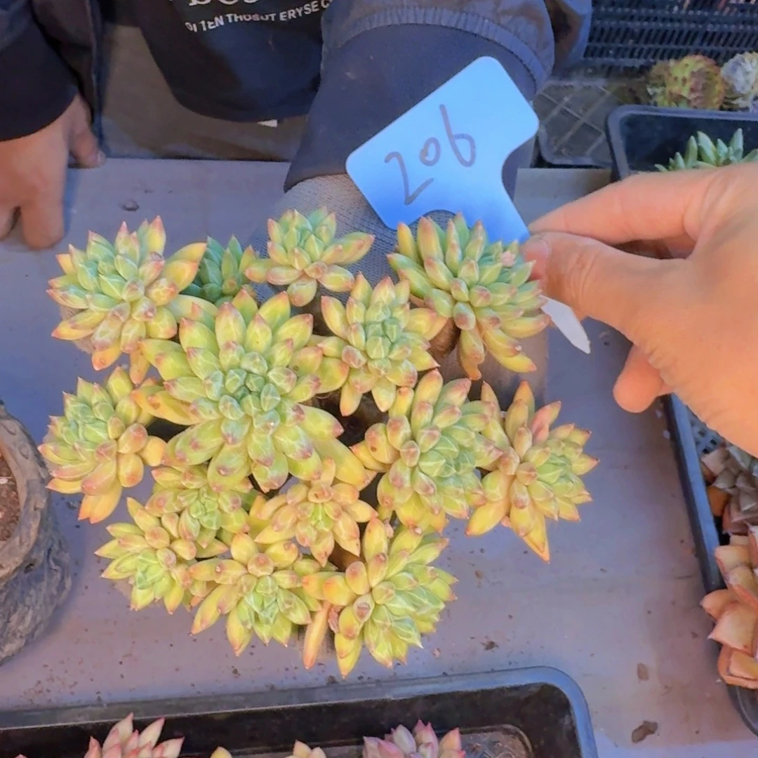 多肉植物的生长发育与生长