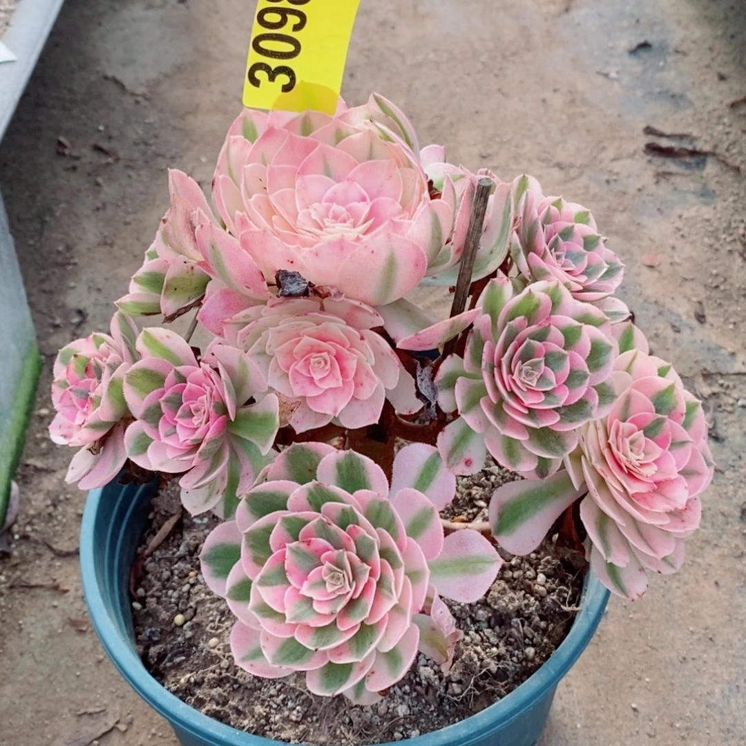 荔枝多肉植物3098