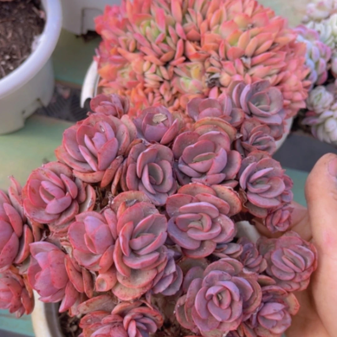 【闪购商品】秀妍0595