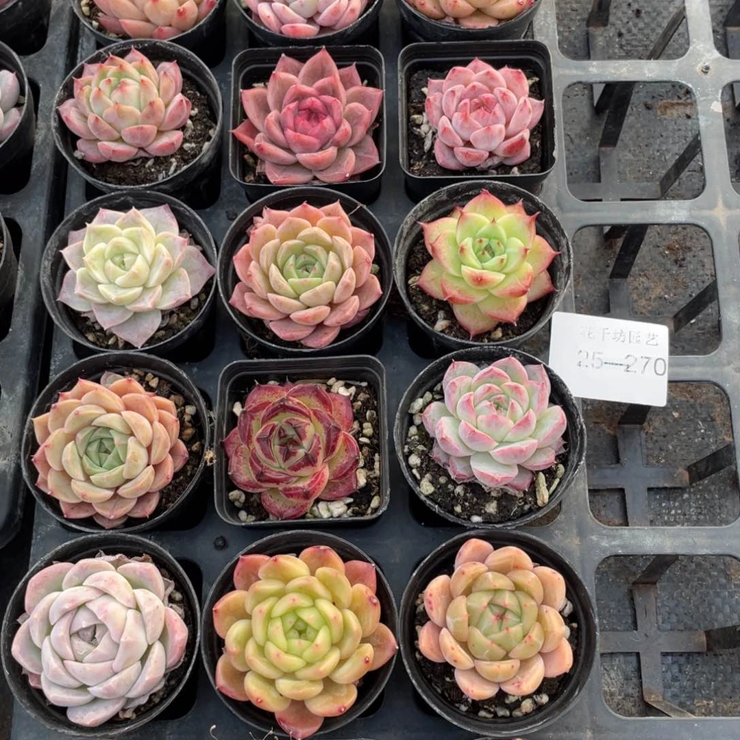 一物一拍18颗25-270