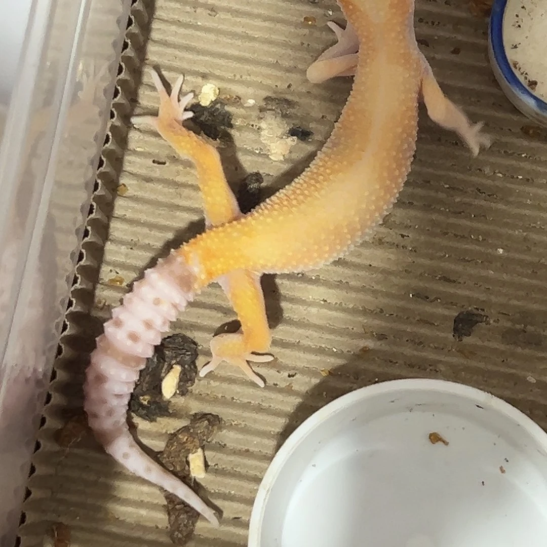 豹纹守宫摇头晃脑