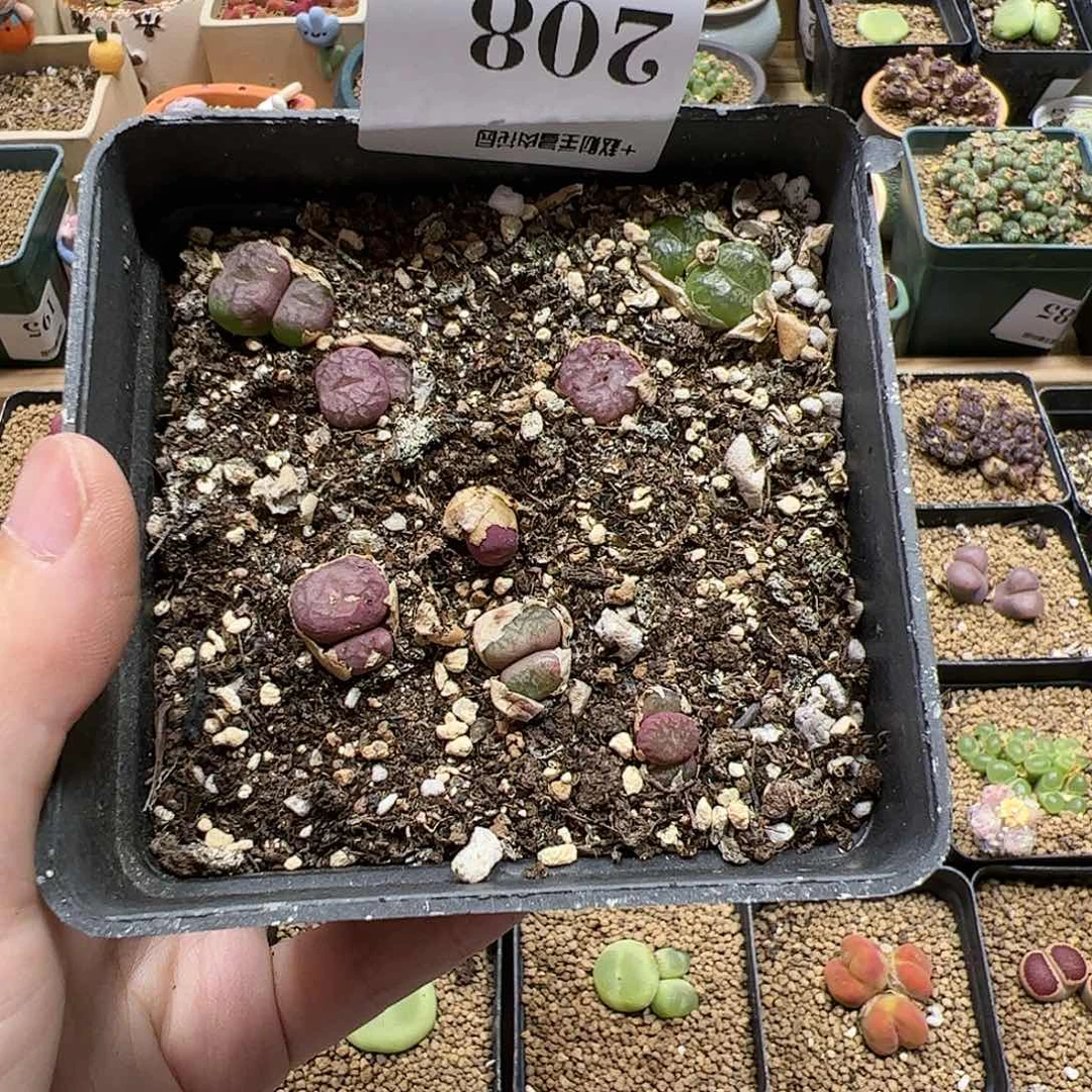 【闪购商品】208 清盒
