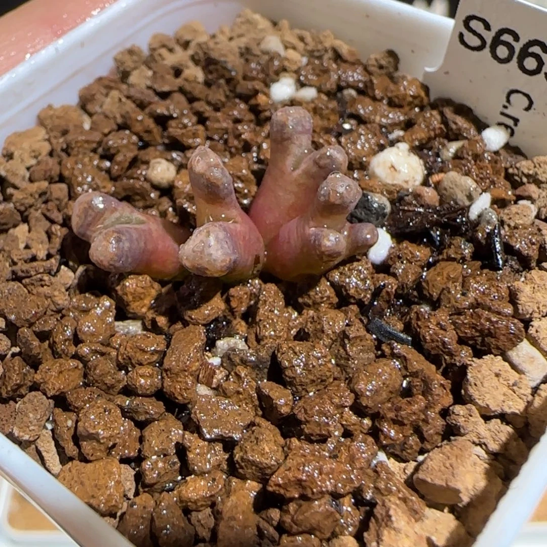 肉锥多肉植物组合-火柴1298