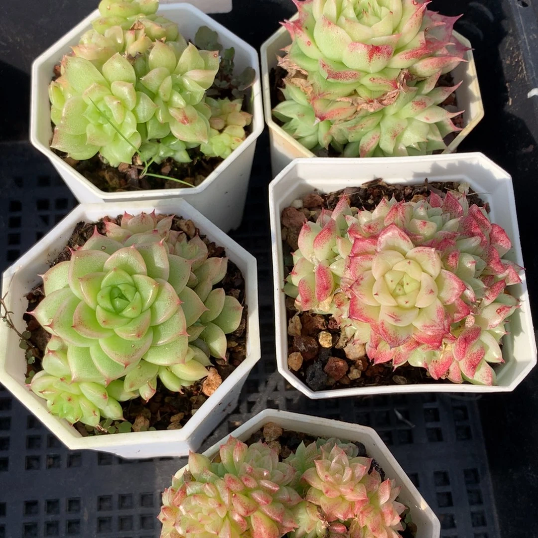 1210-62 套餐一组