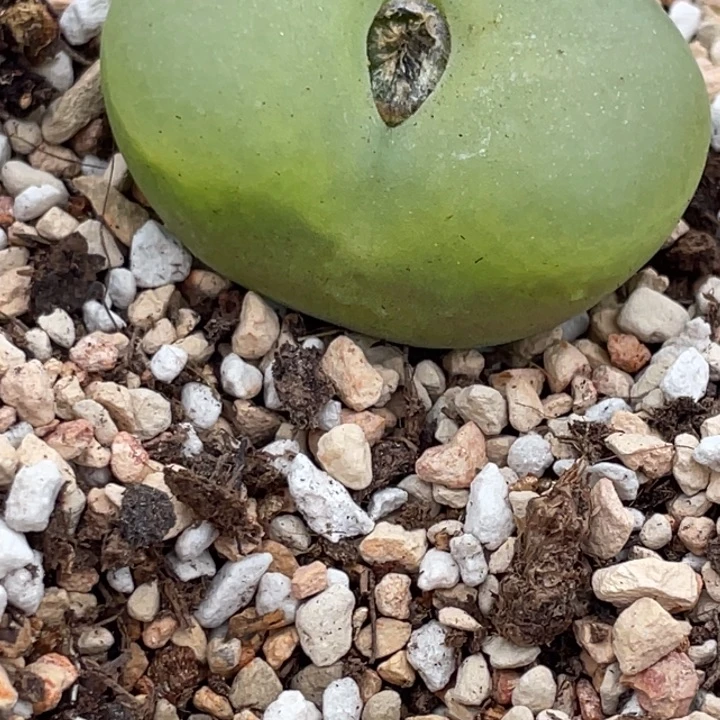 586655566556556555885