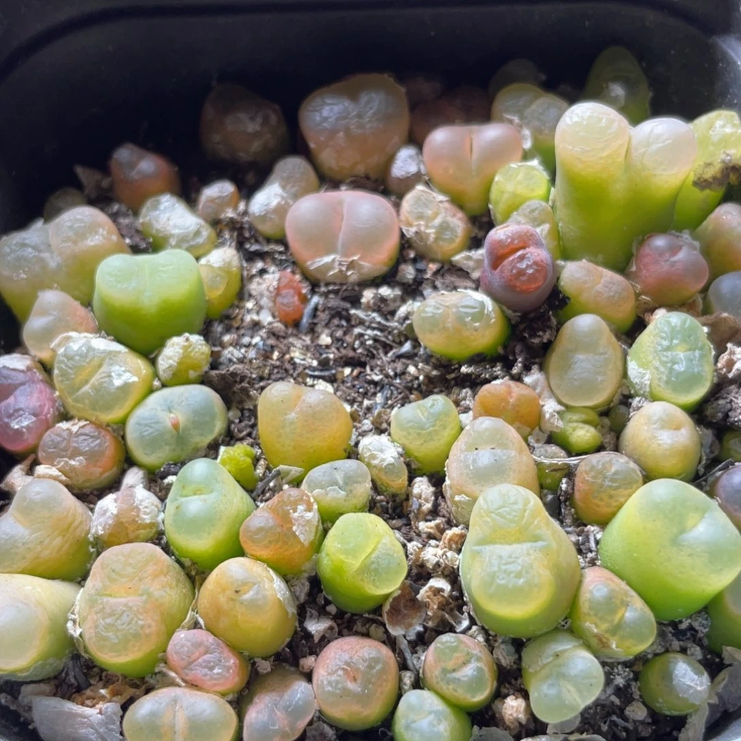 大盆特价一物一拍～45