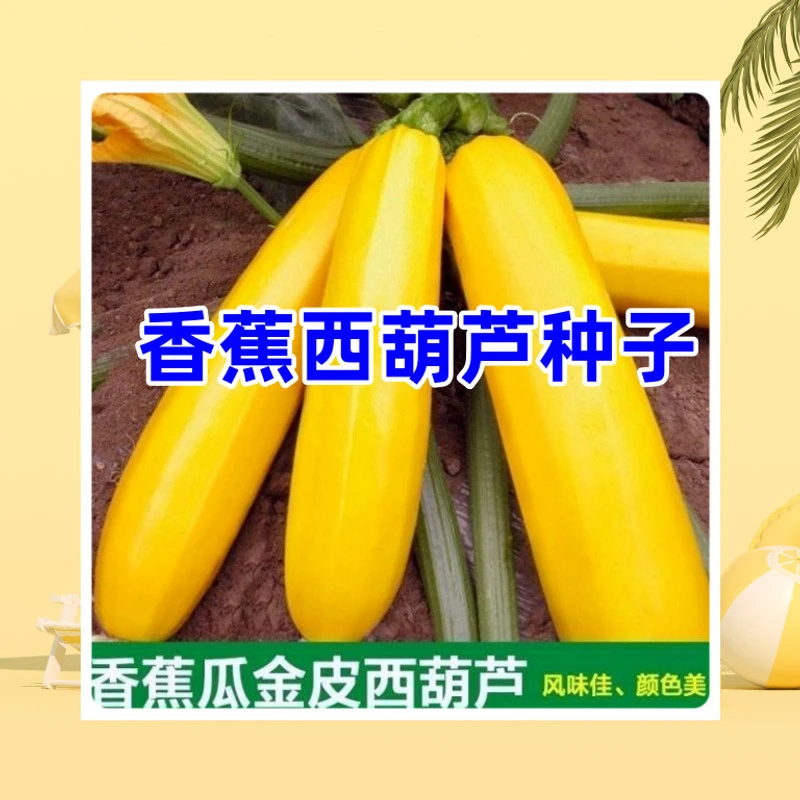 清香黄皮水果型香蕉西葫芦种子生吃黄色西葫芦种子黄西葫芦种子