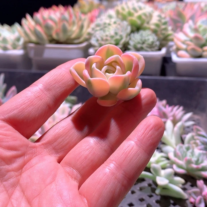 美尻白覆轮锦砍头