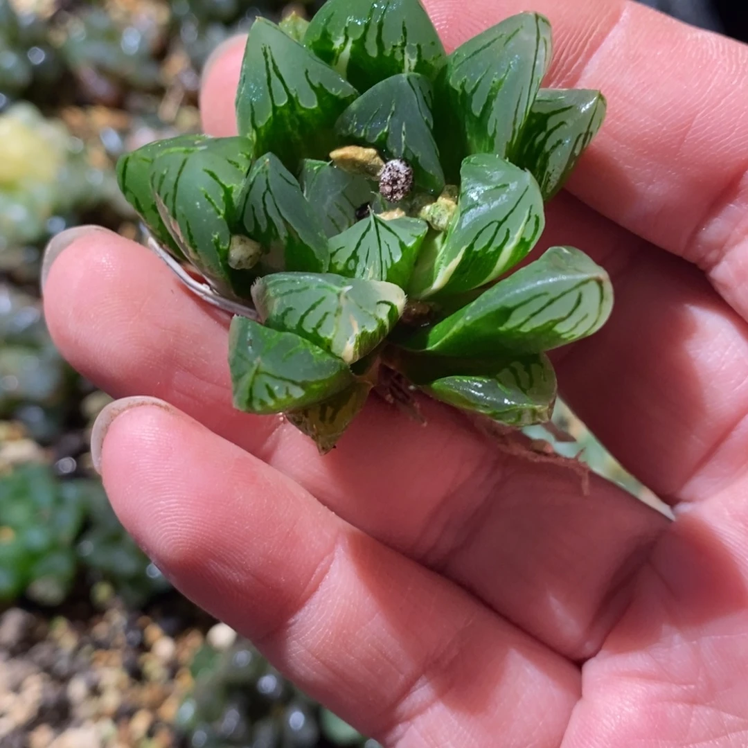 H***G1289 一颗福利。