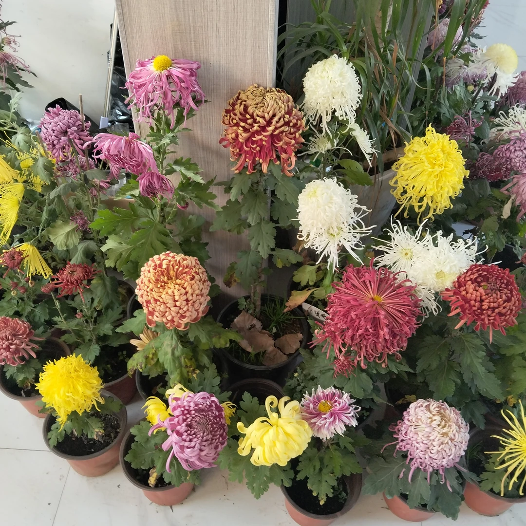 出品种老根，十个品种一组，脱盆裸根发货，带花，品种随机，88包邮