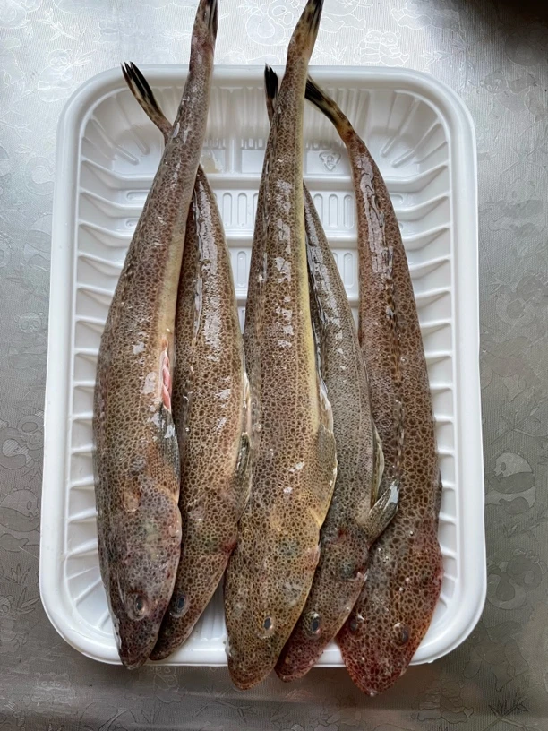 辫子鱼牛尾鱼山东荣成发货新鲜海捕美味老少皆宜营养丰富速冻发货