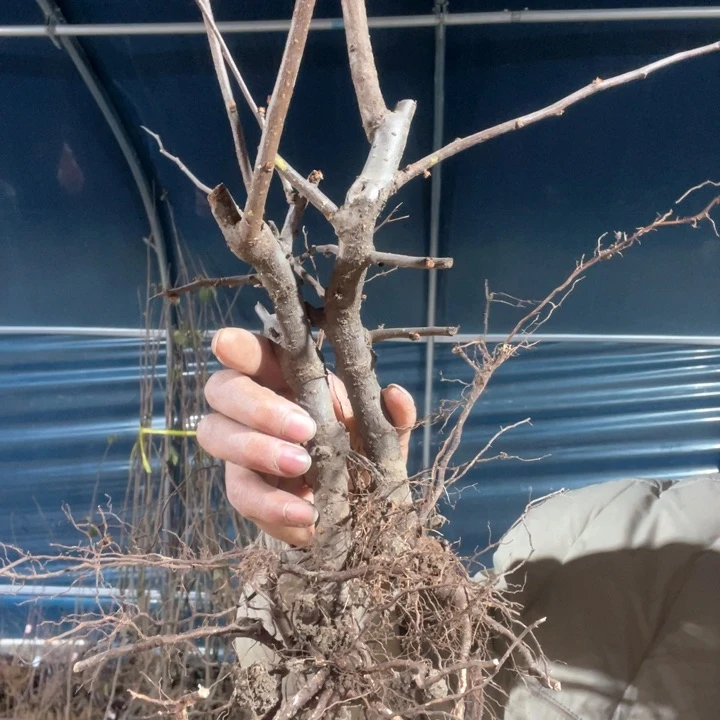 原生大花彩玉海棠花一颗