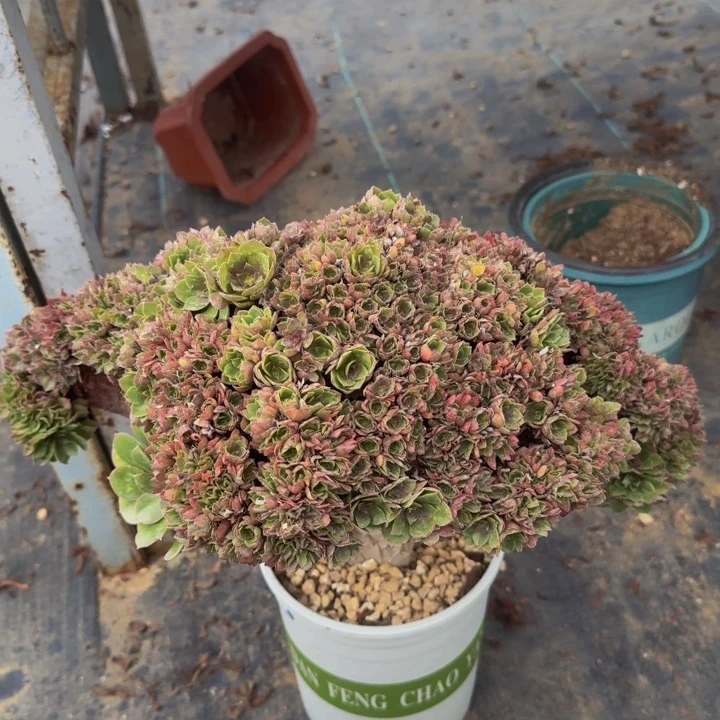 特价特特特特特特特229