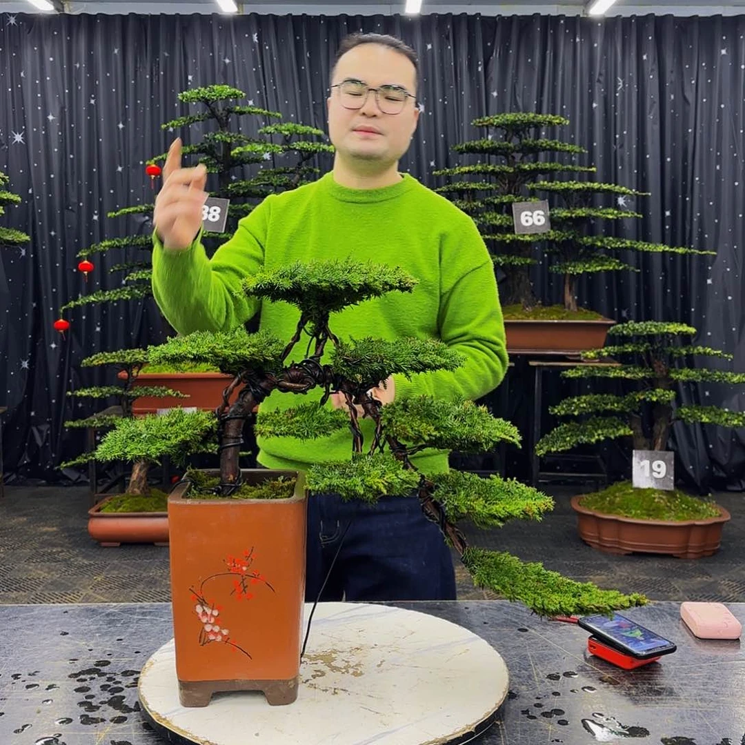 龙爪松高端造型盆景