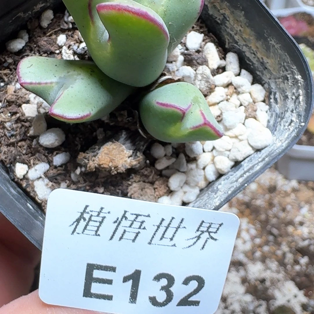 132号多肉植物哇x f