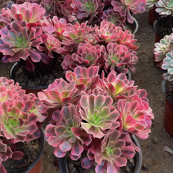 美杜莎脱土裸根发货