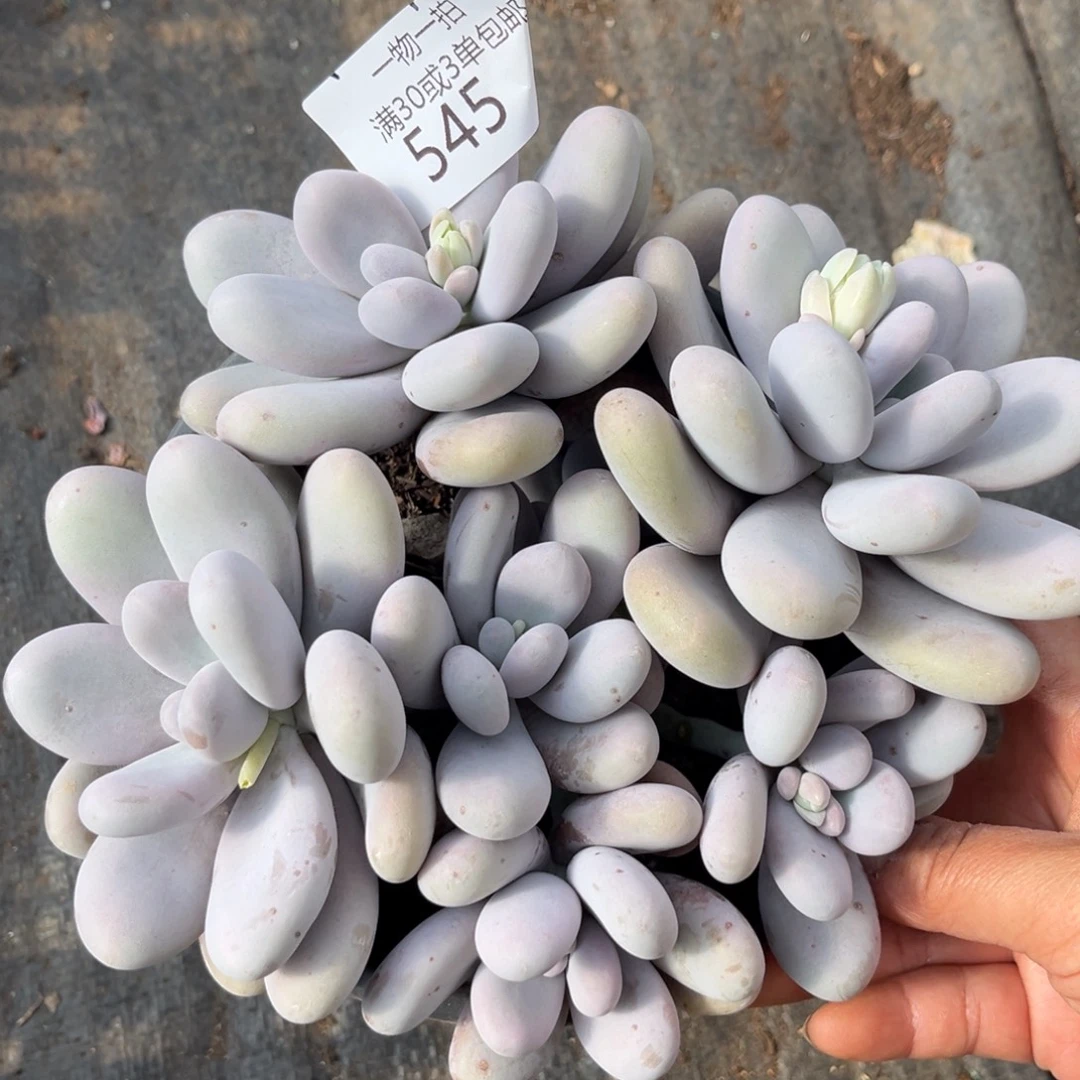 545原始奶多肉植物……