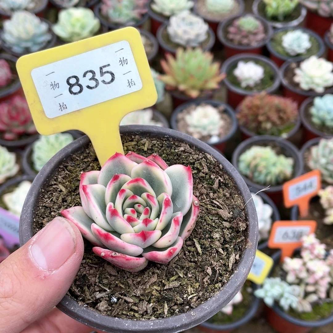 【闪购商品】?***?835号